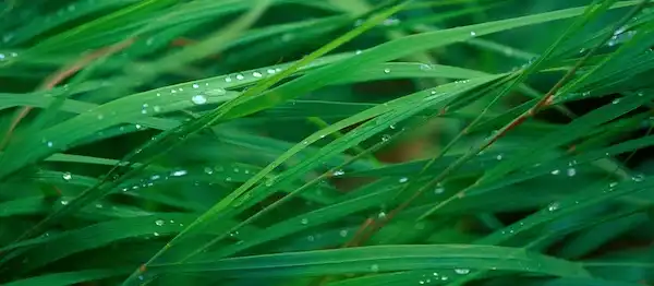 green grass blades with dew drops